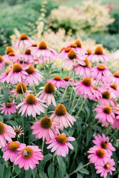 many pink flowers with yellow centers in a garden