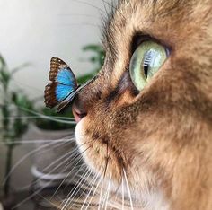 a close up of a cat with a butterfly on it's nose looking at something