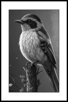 a black and white photo of a bird sitting on a tree branch in front of a gray background