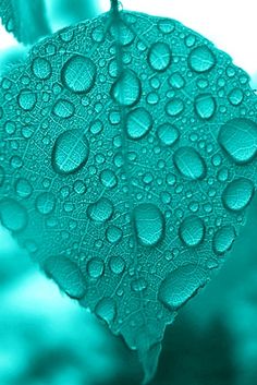 a green leaf with water drops on it