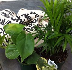 some plants are sitting on the ground in pots with tags attached to them, and one plant is growing out of a pot