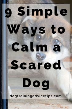 a dog with the words 9 simple ways to calm a scared dog