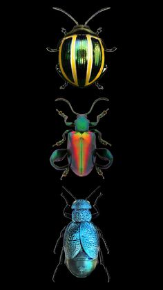 three different colored bugs sitting next to each other on top of a black background,