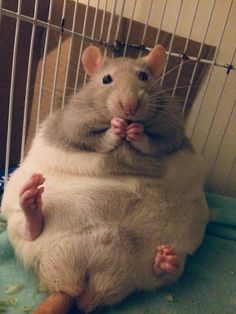 a hamster sitting on its back in a cage with his paws up to the ground