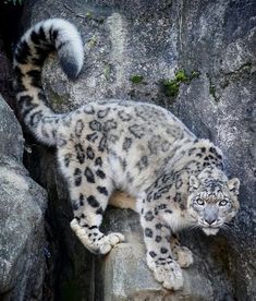 a white and black snow leopard standing on some rocks with its tail hanging back in the air