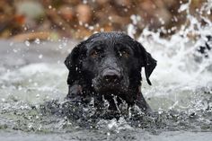 a black dog is swimming in the water