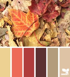 the color scheme for autumn is red, orange and yellow with leaves on the ground