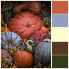 an assortment of pumpkins and gourds are arranged in a color palette with the same theme