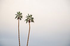 two tall palm trees standing next to each other