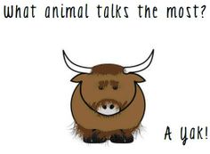 an animal that is smiling with the caption'what animal talks the most? a yak '