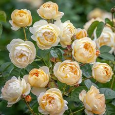 many yellow and white flowers blooming in the garden with green leaves on it's stems