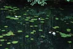 water lilies floating on the surface of a pond surrounded by trees and plants in the woods