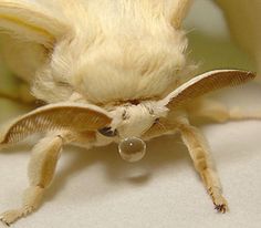 a close up of a small bat on a white surface with its wings spread out