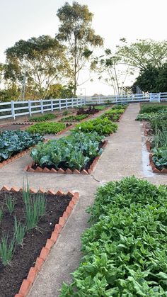 an outdoor vegetable garden with lots of green plants