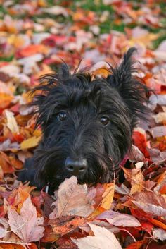 a small black dog laying on top of leaves