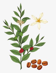 a drawing of some leaves and nuts on a white background with a yellow flower in the middle