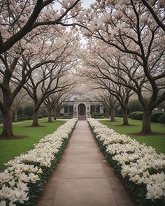 the walkway is lined with blooming trees and white tulips on either side