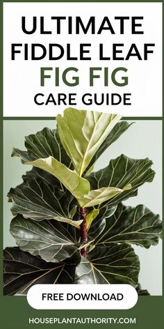 Ultimate Fiddle Leaf Fig care guide with image of the plant and free download offer.