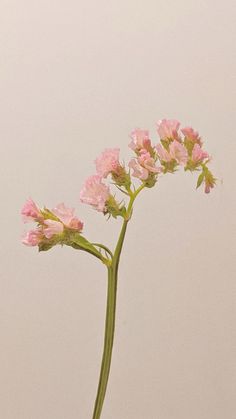 pink flowers in a vase on a table