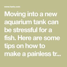 Moving into a new aquarium tank can be stressful for a fish. Here are some tips on how to make a painless transfer. Aquarium Tank, New Tank, Healthy And Happy, Happy Animals, Fish Tank, Pet Owners, Pet Care, Care Products, Fish