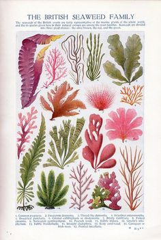 the british seaweed family is depicted in this illustration