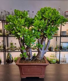 a bonsai tree sitting on top of a wooden table