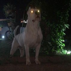 a white dog with glowing eyes standing in the grass