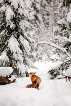 a fox in the snow near some trees