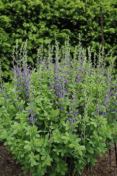 purple flowers are growing in the middle of a garden