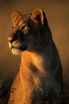 a lion standing on top of a dry grass field