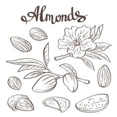 almonds and leaves with the word almonds written in black ink on a white background