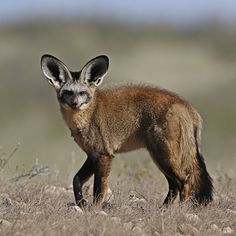 a small brown animal standing on top of a dry grass field