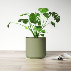 a potted plant sitting on top of a hard wood floor next to a newspaper