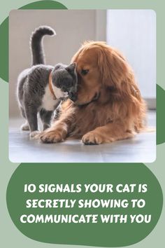 a cat and dog playing with each other in front of the caption reads, 10 signals your cat is actively showing to communicate with you