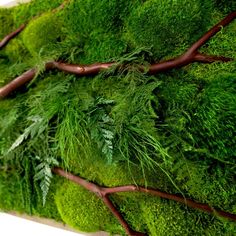 green moss growing on the side of a wall