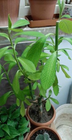 three potted plants with green leaves in them