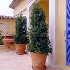 two large potted trees sitting on the side of a building