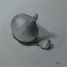 a pencil drawing of an onion on a white paper