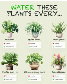 a poster with different types of plants in pots and the words water these plants every