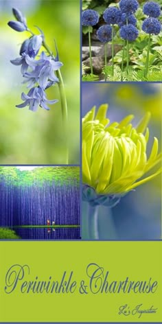 the front cover of a book with pictures of blue flowers