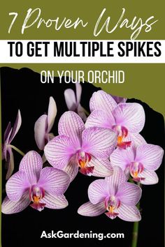 purple orchids with text overlay that reads seven proven ways to get multiple spikes on your orchid