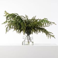 a plant in a clear glass vase on a white surface with no one around it