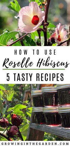 flowers with text overlay how to use roselle hibiscus 5 tasty recipes