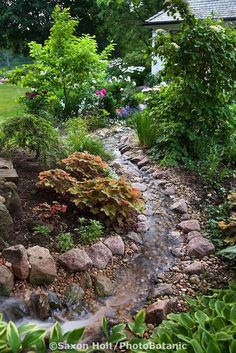 a small stream running through a lush green garden