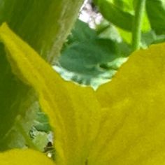 a yellow flower with green leaves in the background