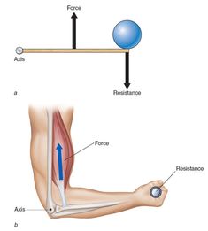 Articolazioni come leve Physical Science Lessons, Human Movement, Stretching For Beginners