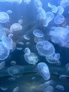 many jellyfish are swimming in an aquarium