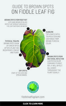 the anatomy of a fiddle leaf with instructions on how to grow it and what to use it