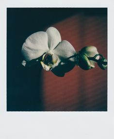 two white orchids are hanging from a branch in front of a red wall with shadows