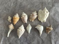 several seashells are arranged on a piece of gray paper, including one shell